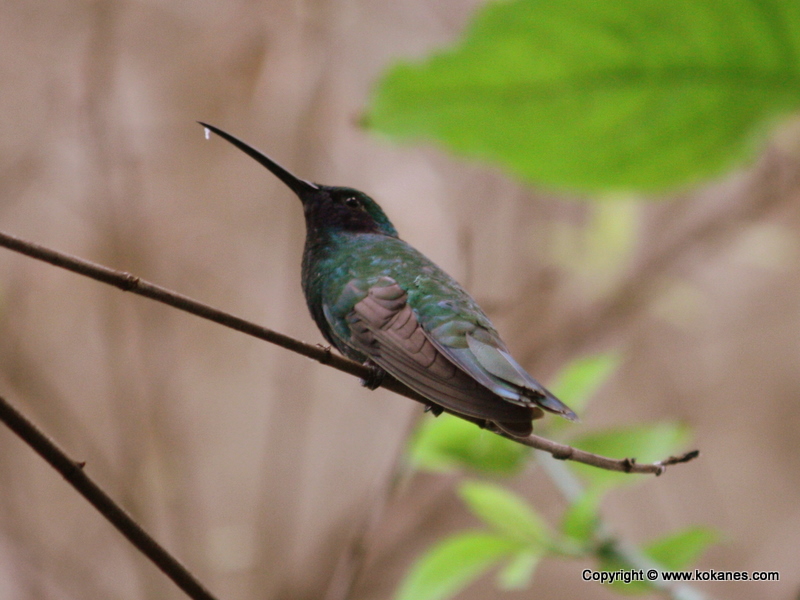 Green-throated Carib